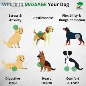 How To Train Your Dog At Home