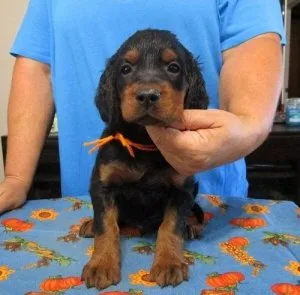 Gordon Setter puppies READY NOW