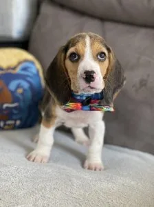 Gorgeous Chunky Beagle puppies