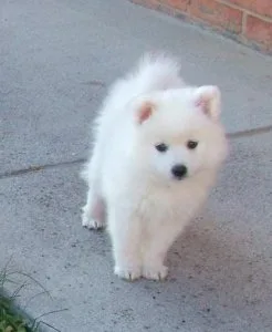 Japanese Spitz Pups Ready