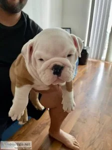 English Bulldog Puppies