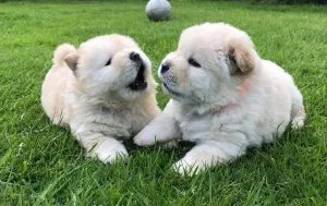 ChowChow puppies puppies for sale