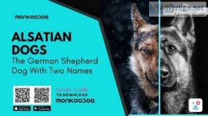 Alsatian Dogs &ndash The German Shepherd Dog With Two Names