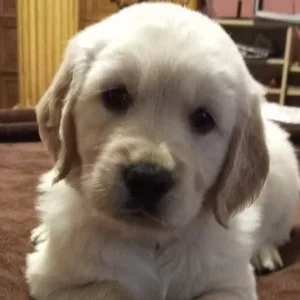 AKC Golden Retriever Puppies.