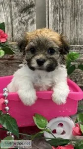 Beautiful Havanese Puppies.