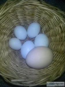 Peahen egg and chicken eggs