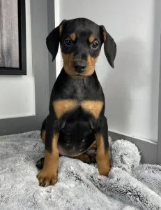 Doberman Puppies AKc Registered BlackBrown Tan