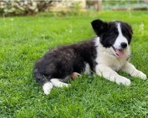 Charming Border Collie Puppies For Sale
