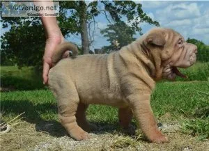 Lovely pure breed Chinese Shar Pei puppies Ready