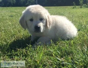F1B Mini Goldendoodles