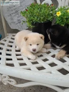 Cream colored little cutie Shiba Inus
