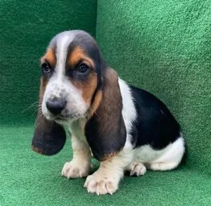 Stunning Bassett Hound Puppy&rsquos