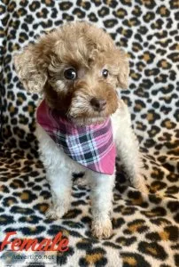 34 toy poodle 14 jack russell puppies