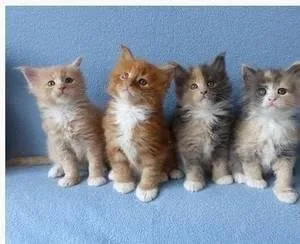 Super Adorable Maine Coon Kittens.