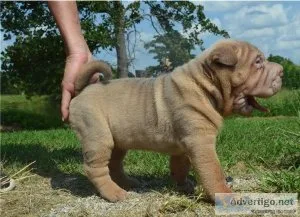 Lovely pure breed Chinese Shar Pei puppies Ready