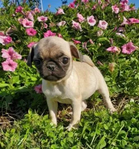 Pug Puppies AKC Registered