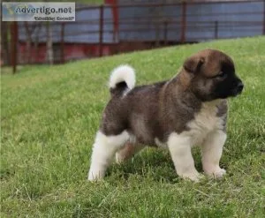 Akita Puppies For Sale