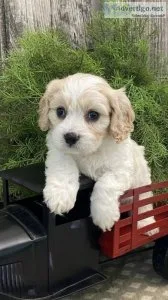 Cavachon girls and boys