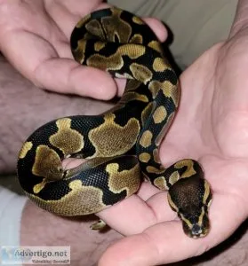 Pastel het clown Ball python