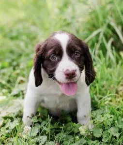 AK.c registered english springer spaniel puppies