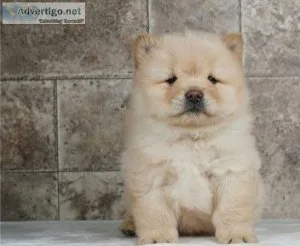 Extremely Gorgeous Chow Chow Puppies For Sale