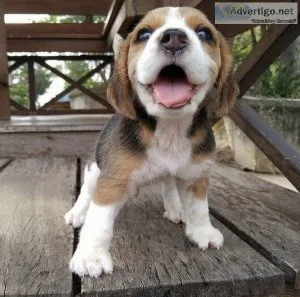 Beagle Puppies