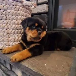 Rottweiler Puppies For Sale