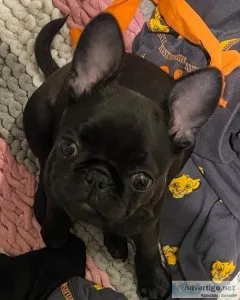 Rehoming French bulldog Puppies