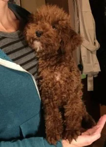 Red TINYtoy and toy poodle puppies Purebred High-Quality