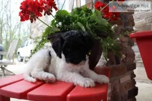 Cookie Dough Sheepadoodle