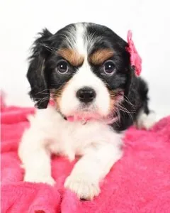 Nova - Cavalier King Charles Spaniel Puppy for Sale in LaredoTx