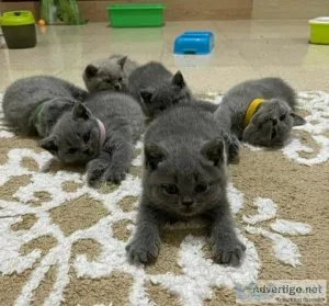 Adorable British Shorthair kittens