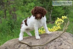 Reese Sheepadoodle