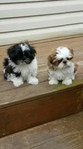 Kareen Shih Tzu Puppies Available