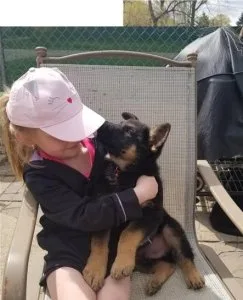 Quality German Shepherd puppies For Sale