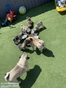 PUG PUPPIES 10 weeks old READY TO GO