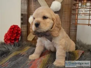 Beautiful show cocker spaniel puppies for sale