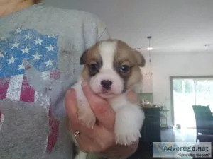 Pembroke Welsh Corgi Puppies