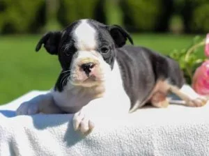 Pam - Boston Terrier Puppy for Sale in Texas