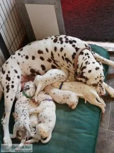 KC registered Liver and white Dalmatian pups for sale