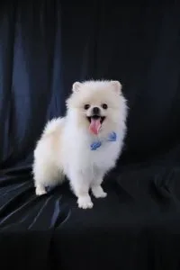 white Pomeranians Boy and Girl