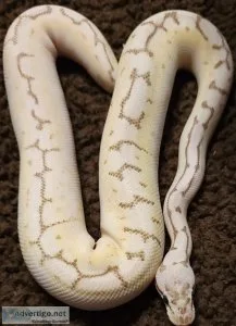 Super pastel spider pinstripe lesser het clown Ball python