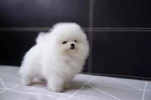 Adorable Pomeranian Puppies
