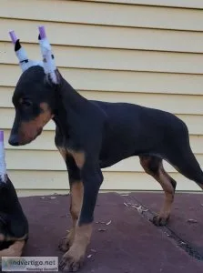 very sweet and fun Doberman Pinscher puppies