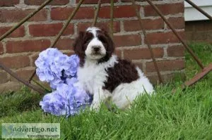 Chunky Monkey Sheepadoodle