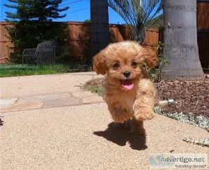Gorgeous cavapoo puppies for sale 4 lil boys