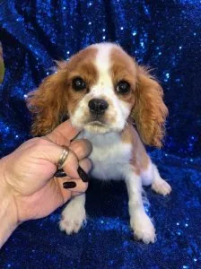 Cavalier King Charles female 2 months puppies for sale