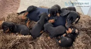 Doberman Puppies - Health Tested