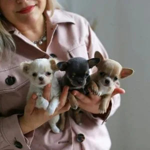 Chihuahua x Pomeranian puppies (pomchi) for sale