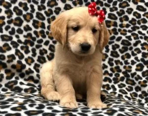 (READY TO LEAVE) Golden retriever puppies for sale